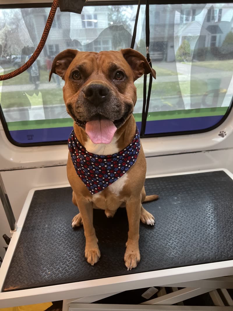A tan pit-bull-type dog in a navy bandana sitting on the rubber-matted table inside the mobile grooming van, a suburban street visible through the windows