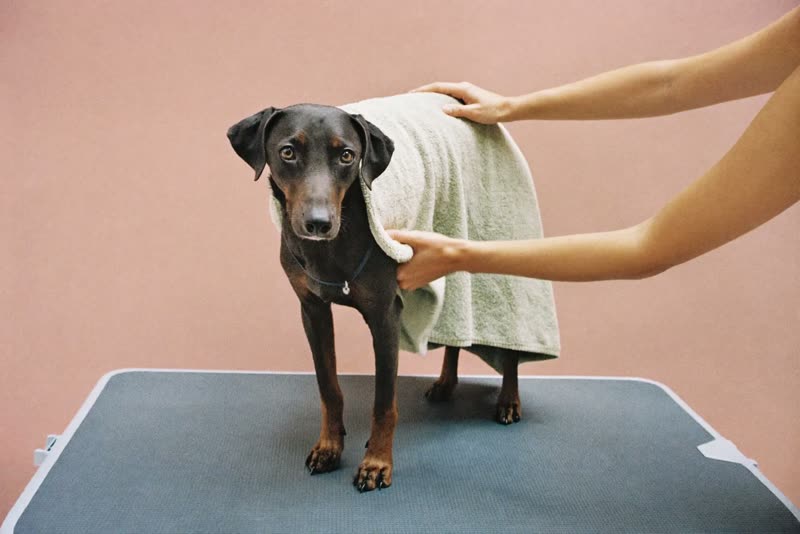 A dog being towel-dried after a bath