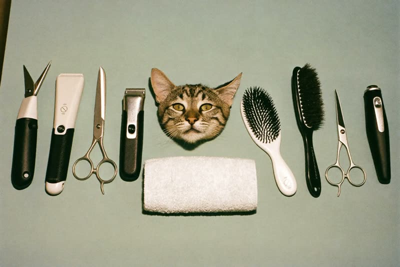 Grooming tools laid out on a plain pastel surface