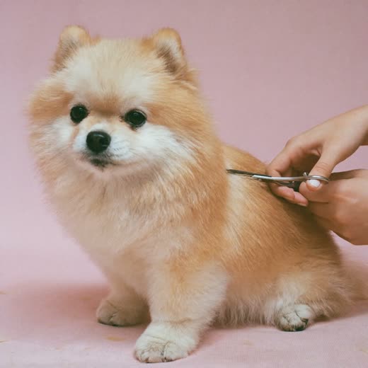 A dog mid-haircut with grooming scissors