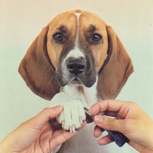 A dog's paw having its nails clipped